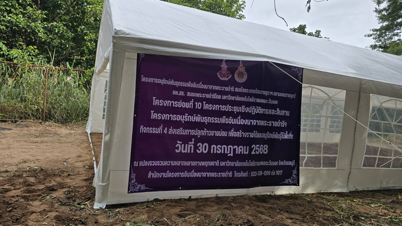 โครงการอนุรักษ์พันธุกรรมพืชอันเนื่องมาจากพระราชดำริฯ  ประจำปีงบประมาณ พ.ศ. 2568 โครงการย่อยที่ 10 กิจกรรมที่ 4 ส่งเสริมการปลูกท้าวยายม่อมเพื่อสร้างรายได้และอนุรักษ์พันธุ์ไม้พื้นถิ่น 